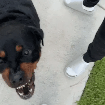 Quiet Command Dog Bark Button